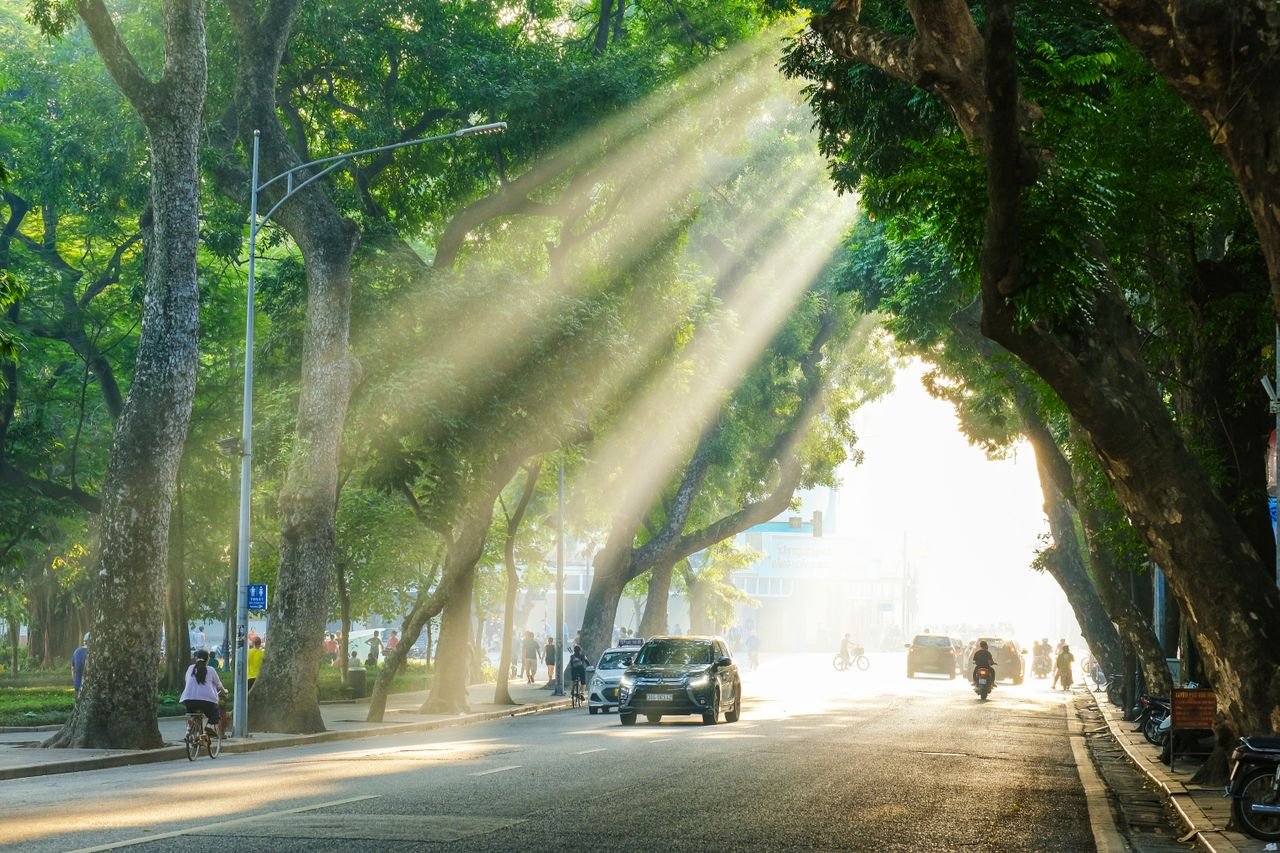 Vibrant city street with sunlight filtering through lush trees, highlighting vehicles and pedestrians.